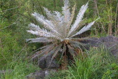 Cây dược liệu cây Thiên tuế Thái Lan, Thiên tuế Xiêm - Cycas siamensis Miq