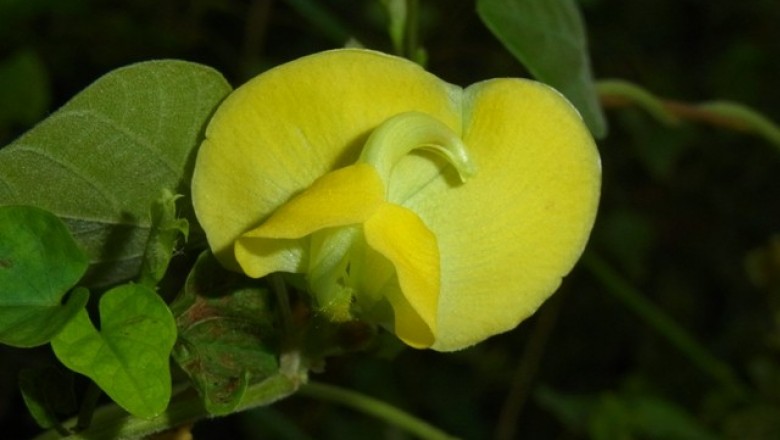 Cây dược liệu cây Cốt mà, Đậu ma- Dunbaria podocarpa Kurz