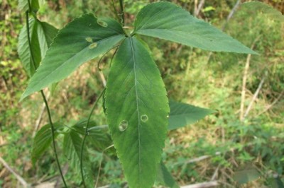 Cây dược liệu cây Cổ yếm lá bóng, Thư tràng thưa - Gynostemma laxum (Wall.) Cogn