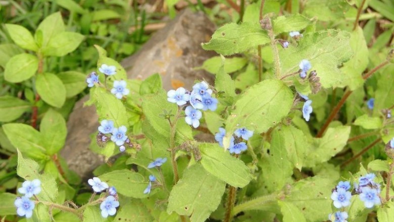 Cây dược liệu cây Cỏ thạch sùng, Cỏ lưu ly - Cynoglossum zeylanicum (Valhl) Thunb. ex Lehm