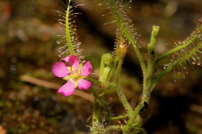 Cây dược liệu cây Cỏ trói gà, Gọng vó, Mồ côi - Drosera indica L