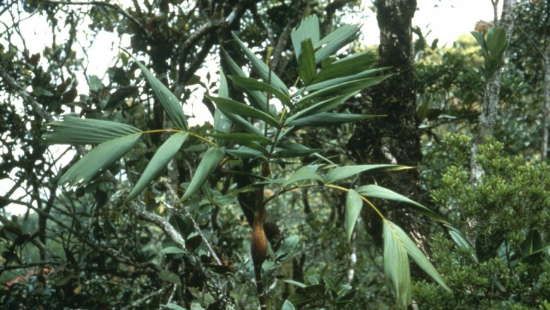 Cây dược liệu cây Cau chuột Ba Vì, Cau chuột rừng, Cau dại - Pinanga baviensis O'. Becc