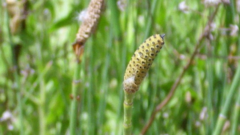 Cây dược liệu cây Cỏ tháp bút yếu, Mộc tặc yếu - Equisetum ramosissimum Desf. Ssp. debile (Vauch.) Hanke (E. debile Roxb. ex Vauch.)