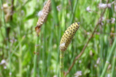 Cây dược liệu cây Cỏ tháp bút yếu, Mộc tặc yếu - Equisetum ramosissimum Desf. Ssp. debile (Vauch.) Hanke (E. debile Roxb. ex Vauch.)