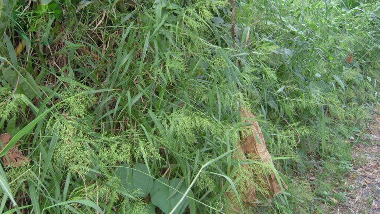 Cây dược liệu cây Cỏ voi, Kê trườn - Panicum sarmentosum Roxb