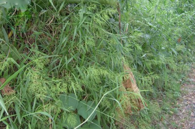 Cây dược liệu cây Cỏ voi, Kê trườn - Panicum sarmentosum Roxb