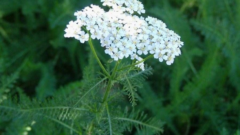 Cây dược liệu cây Cỏ thi, Dương kỳ thảo, Xương cá - Achillea millefolium L