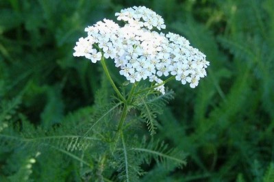 Cây dược liệu cây Cỏ thi, Dương kỳ thảo, Xương cá - Achillea millefolium L