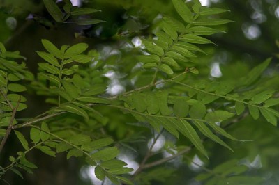 Cây dược liệu cây Cơi, Ngón - Pterocarya tonkinensis (Franch.) Dode