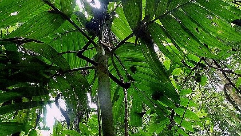 Cây dược liệu cây Cau chột Bà na - Pinanga banaensis Mag