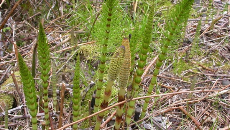 Cây dược liệu cây Cỏ tháp bút - Equisetum arvense L