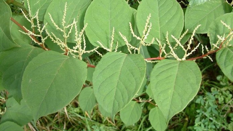 Cây dược liệu cây Cốt khí củ, Cù điền thất - Polygonum cuspidatum Sieh. Znce