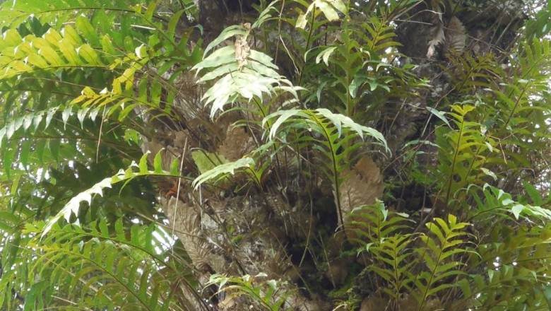 Cây dược liệu cây Cốt toái bổ, Ráng đuôi phương Fortune - Drynaria fortunei (Kunze) J.Sm