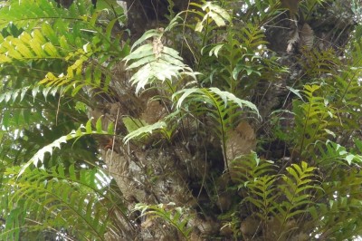 Cây dược liệu cây Cốt toái bổ, Ráng đuôi phương Fortune - Drynaria fortunei (Kunze) J.Sm