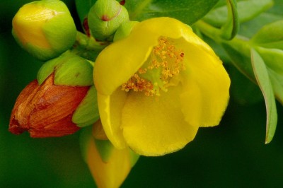 Cây dược liệu cây Cỏ vỏ lúa, Ban tròn - Hypericum uralum Buch. - Ham. ex D. Don (H. patulum Thunb. ex Murr.)