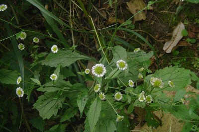 Cây dược liệu cây Thiên tinh cúc Nêpan - Myriactis nepalensis Less