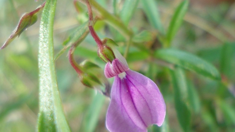 Cây dược liệu cây Cỏ tim phòng - Hybanthus enneaspermus (L.) F. Muell