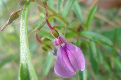 Cây dược liệu cây Cỏ tim phòng - Hybanthus enneaspermus (L.) F. Muell