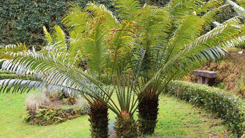 Cây dược liệu cây Thiên tuế Rumph, Sơn tuế - Cycas rumphii Miq