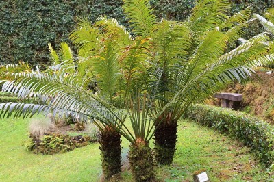 Cây dược liệu cây Thiên tuế Rumph, Sơn tuế - Cycas rumphii Miq