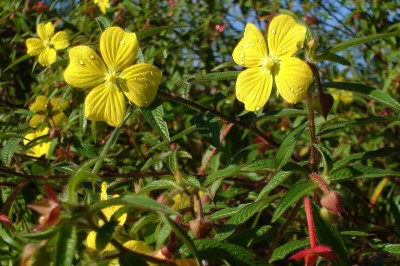 Cây dược liệu cây Rau mương đứng - Ludwigia octovalvis (Jacq) Raven ssp, octovalvis,