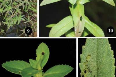 Cây dược liệu cây Rau ngổ lá đối, Ngổ ăn, Om bò - Limnophila repens (Benth) Benth