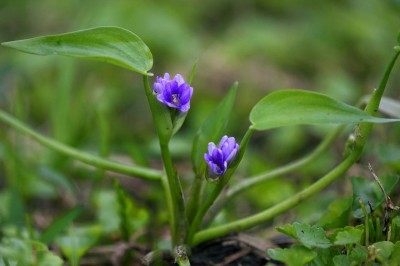 Cây dược liệu cây Rau mát, Rau mát bao, cây Cùi dìa - Monochoria vaginalis (Burm f) Presl ex Kunth (M.ovata Kunth, Pontederia vanalis Burm f)