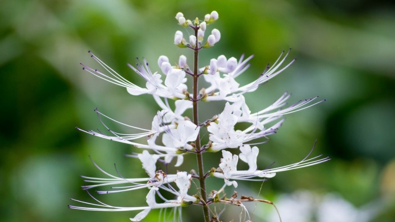 Cây dược liệu cây Râu mèo, Cây bông bạc - Orthosiphon spiralis (Lour.) Merr