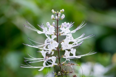 Cây dược liệu cây Râu mèo, Cây bông bạc - Orthosiphon spiralis (Lour.) Merr