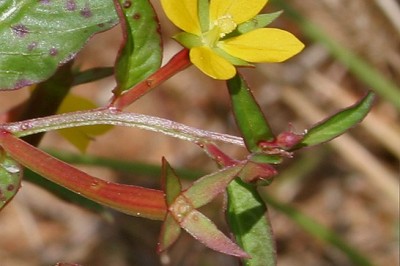 Cây dược liệu cây Rau mương hoa nhỏ, Rau mương đa niên - Ludwigia perennis L. (Jussiaea caryophylla Lam)