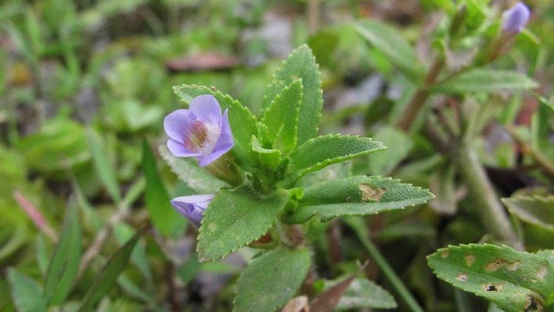 Cây dược liệu cây Rau om Trung Quốc- Limnophila chinensis (Osb) (Columnea chinensis Osb)