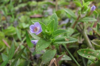Cây dược liệu cây Rau om Trung Quốc- Limnophila chinensis (Osb) (Columnea chinensis Osb)