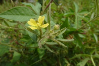 Cây dược liệu cây Rau mương lông, Mương đất - Ludwigia octovalvis (Ja Raven subsp, sessiliflora (Michx) Raven (Jussiaea suffrutu L)
