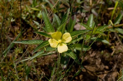 Cây dược liệu cây Rau mương, Rau mương thon, Rau lục - Ludwigia hyssopifolia (G.don) Exell (Jussiaea linifolia Vahl)