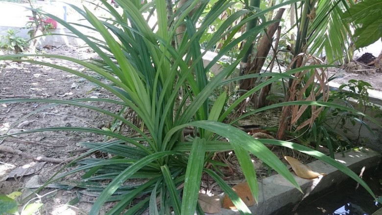 Cây dược liệu cây Dứa thơm - Pandanus amaryllifolius Roxb. (P. odorus Ridl.)