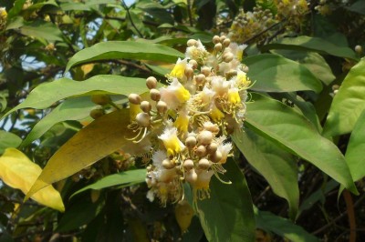 Cây dược liệu cây Dùi đục, Trường nát - Hiptage benghalensis (L.) Kurz (H. madablota Gaertn.)