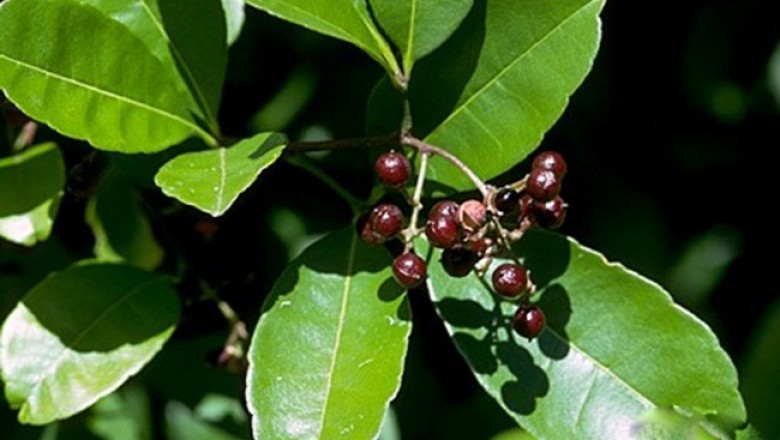 Cây dược liệu cây Ðắng cay ba lá, Hoàng mộc phi - Zanthoxylum evodiaefolium Guill