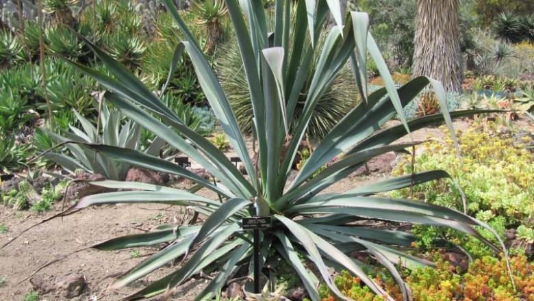 Cây dược liệu cây Dứa sợi gai nhỏ - Agave cantala Roxb