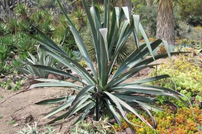 Cây dược liệu cây Dứa sợi gai nhỏ - Agave cantala Roxb