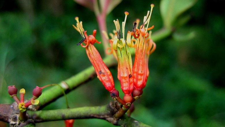 Cây dược liệu cây Ðại quản hoa Robinson, Ðại cán Robinson, Tầm gửi Robinson - Macrosolen robinsonii (Gamble) Danser (Elytranthe robin sonii Gamble)