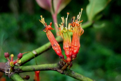 Cây dược liệu cây Ðại quản hoa Robinson, Ðại cán Robinson, Tầm gửi Robinson - Macrosolen robinsonii (Gamble) Danser (Elytranthe robin sonii Gamble)