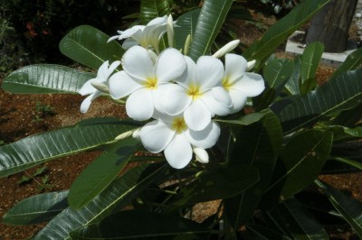 Cây dược liệu cây Ðại trắng, Ðại hoa trắng - Plumeria alba L