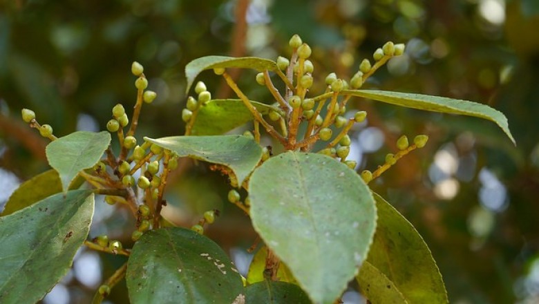 Cây dược liệu cây Dung đắng, Bôm - Symplocos cochinchinensis (Lour.) S. Moore subsp. laurina (Retz.) Noot. var. laurina (S. laurina (Retz.) Wall. ex G. Don)