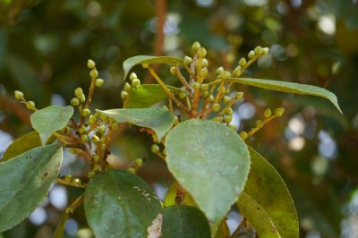 Cây dược liệu cây Dung đắng, Bôm - Symplocos cochinchinensis (Lour.) S. Moore subsp. laurina (Retz.) Noot. var. laurina (S. laurina (Retz.) Wall. ex G. Don)