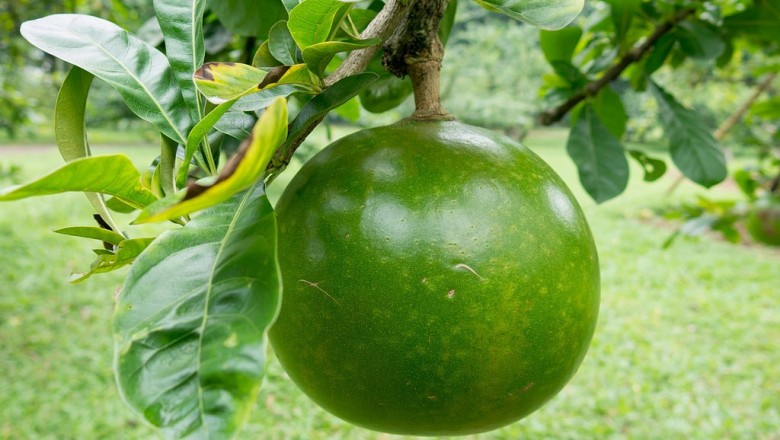 Cây dược liệu cây Ðào tiên - Crescentia cujete L