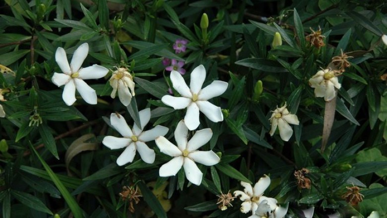 Cây dược liệu cây Dành dành lá hẹp - Gardenia stenophylla Merr