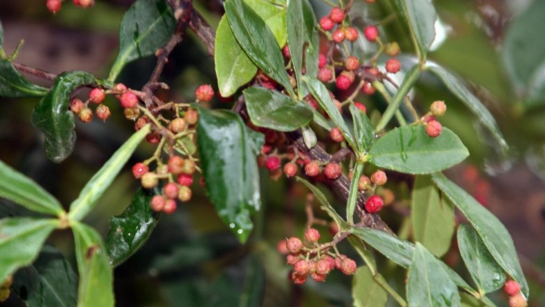 Cây dược liệu cây Ðắng cay, Sẻn gai - Zanthoxylum planispinum Sieb, et Zuce, (Z. alatum, Roxb, var. planispinum Rehd, et Wils.)