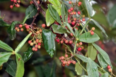 Cây dược liệu cây Ðắng cay, Sẻn gai - Zanthoxylum planispinum Sieb, et Zuce, (Z. alatum, Roxb, var. planispinum Rehd, et Wils.)