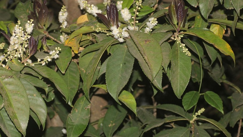 Cây dược liệu cây Dung đất, Du ta, Hàm ếch, Luột - Symplocos racemosa Roxb