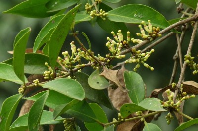 Cây dược liệu cây Ðại quản hoa Nam Bộ. Tầm gửi cây hồi. Ðại cán Nam Bộ - Macrosolen cochichinensis (Lour) van Tiegh (Elytranthe cochinchinensis (Lour) G.Don)